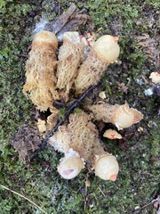 Calostoma lutescens