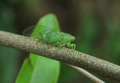 Cicadettinae