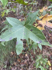 Cercospora liquidambaris