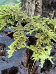 Antitrichia curtipendula