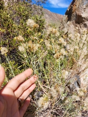 Ericameria paniculata