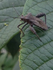 Camptischium