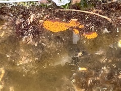 Botrylloides diegensis