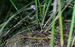 Utricularia lateriflora