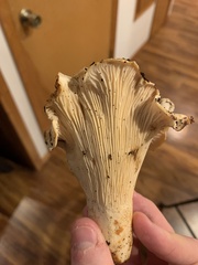 Cantharellus subalbidus