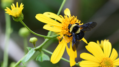 Bombus medius