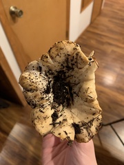 Cantharellus subalbidus