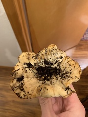 Cantharellus subalbidus