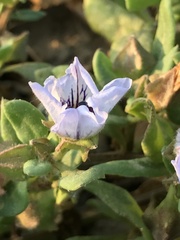 Nolana humifusa
