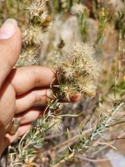 Ericameria paniculata
