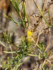 Ericameria paniculata