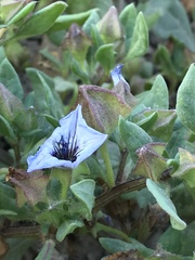 Nolana humifusa