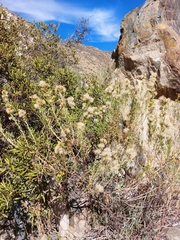 Ericameria paniculata
