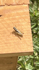 Paraidemona