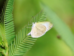Eurema daira