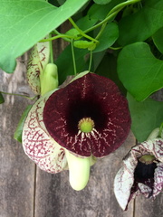 Aristolochia littoralis