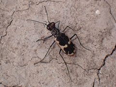 Cicindela schauppii