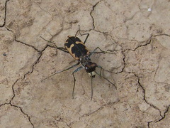 Cicindela schauppii