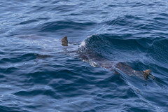 Carcharodon carcharias