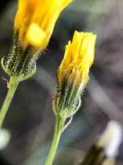 Crepis tectorum