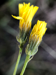 Crepis tectorum