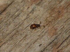 Pselaphinae