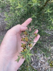 Pultenaea reticulata
