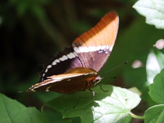 Siproeta epaphus