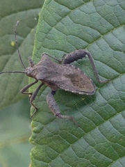 Camptischium