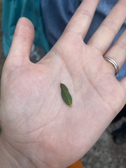 Pultenaea reticulata