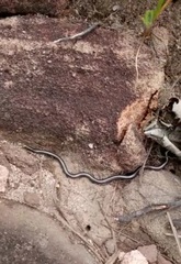 South American Blind Snake photo 1