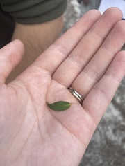Pultenaea reticulata