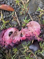 Chrysophyllum cainito