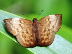 Achlyodes