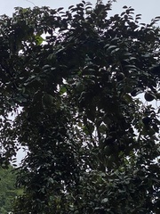 Chrysophyllum cainito