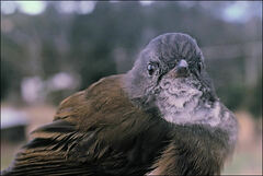 Pachycephala olivacea