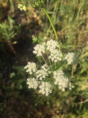 Daucus