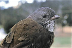 Pachycephala olivacea
