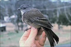 Pachycephala olivacea