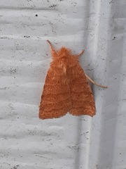 Pyreferra hesperidago