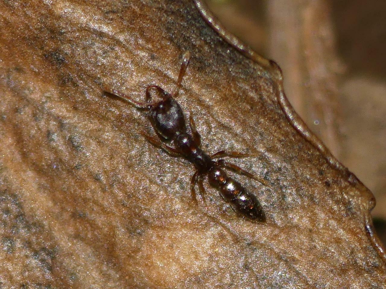 Fulakora chilensis