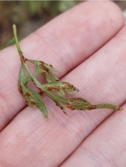 Puccinia nitida