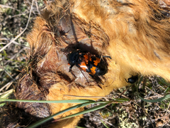 Nicrophorus marginatus