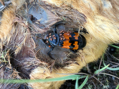 Nicrophorus marginatus