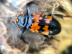 Nicrophorus marginatus