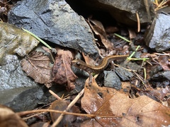 Plethodon larselli