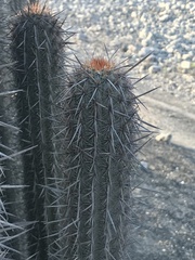 Haageocereus acranthus