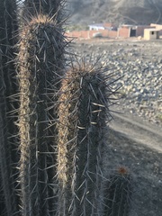 Haageocereus acranthus