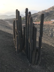 Haageocereus acranthus