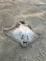 Myliobatis tenuicaudatus